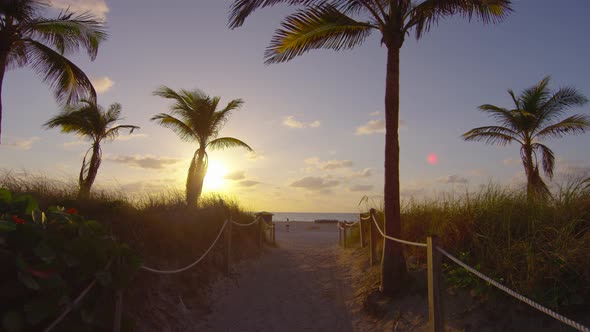 Palm trees contre-jour at sunset