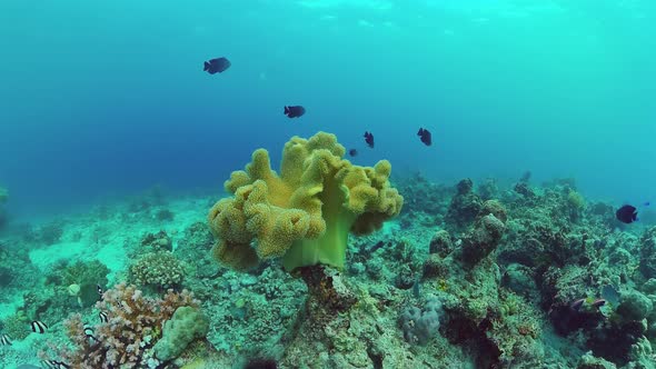 Coral Reef and Tropical Fish Underwater. Bohol, Panglao, Philippines.