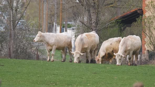 White Meat Cows Eating at Farm Stall on Summer Day