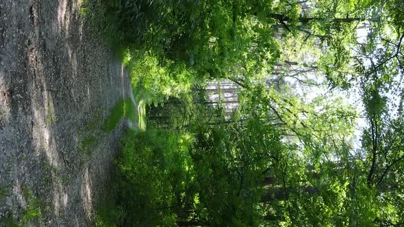 Vertical Video of Forest Landscape in Summer Slow Motion