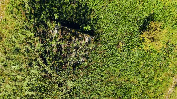 Aerial shot of the Plant in the Farm