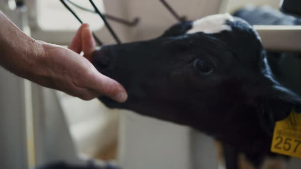 Farmer Touching Calf Head Close Up