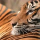 bengal tiger face close up - VideoHive Item for Sale