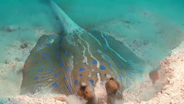 Blue spotted ribbontail stingray digging in sand searching for food.