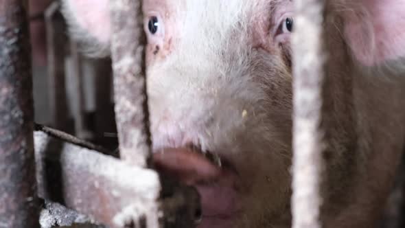 Dirty Big Pig Drinks Water on the Farm