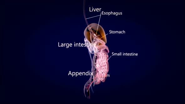 3D concept design of a digestive system