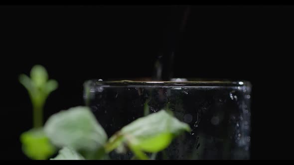 Water is Poured Into a Glass That Stands on the Soil with Plants