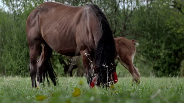 A family of horses, a little foal with his mother, a mare grazing on a forest glade on a sunny day.