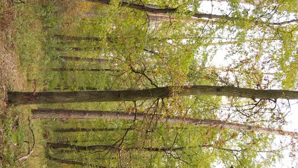 Vertical Video of Forest Landscape in Autumn Slow Motion