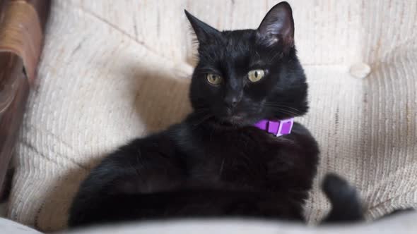 Black Shorthair Cat on the Sofa