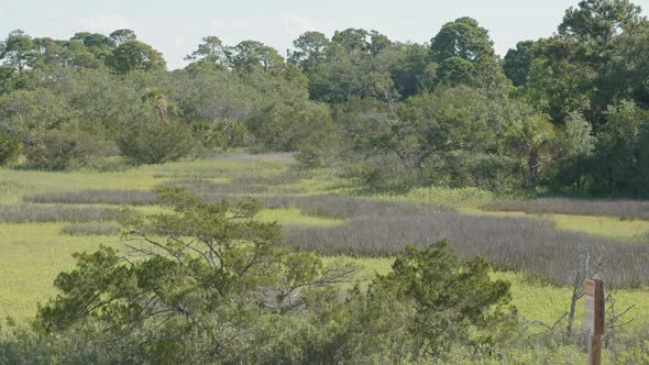 Wide shot of the marsh field.