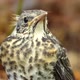 Nestling Fledgling Fell Out of the Nest in the Spring - VideoHive Item for Sale