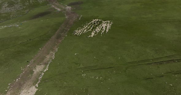 Aerial View Of Large Flock Of Sheep Pasturing In Green Meadows At Ktsia-Tabatskuri Managed Reserve I