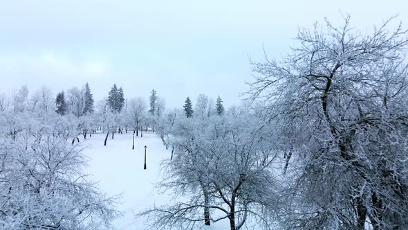 Winter city garden.  Trees in the snow. Flying over a snow-covered park. Aerial photography.