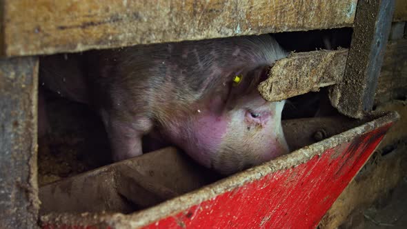 Large White Pig in a Stall on an Agricultural Farm