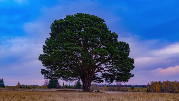 Hyperlapse Around a Lonely Tree in a Field During Sunset, Beautiful Time Lapse, Autumn Landscape