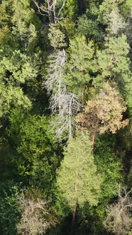 Aerial View of Trees in the Forest