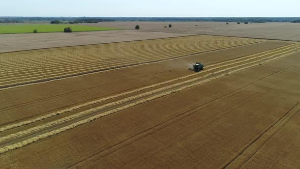 Aerial Drone Footage. Combine Harvester Gathers the Wheat. Harvesting Grain Field