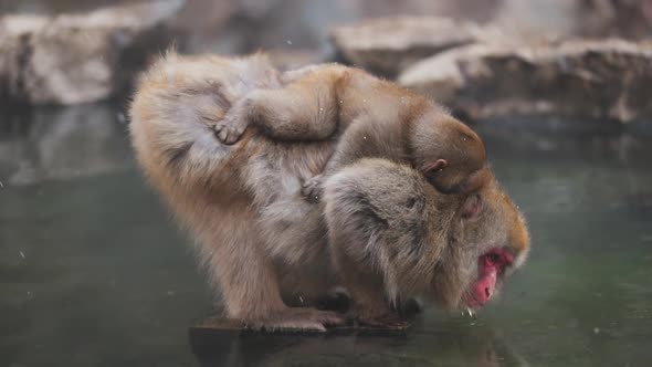Japanese macaques drinking water from pond