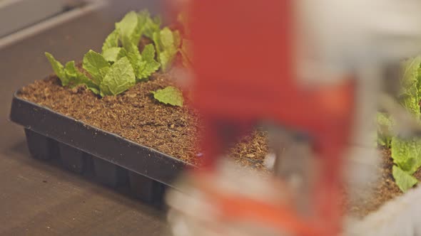 Automated planting process using advanced robot for planting leaves in trays