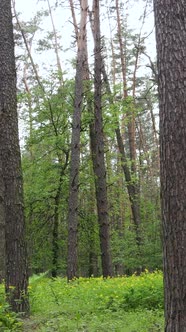 Vertical Video of Many Trees in the Forest