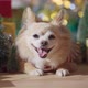 cute brown color fur chihuahua dog smile and joyful with christmas tree decorating - VideoHive Item for Sale
