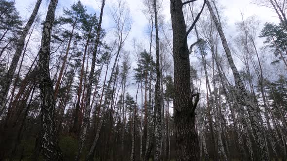 Forest with Birches in the Afternoon