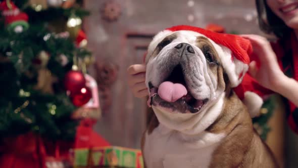 Charming Asian Girl Loves and Caresses a Cute Funny Bulldog Under the Christmas Tree