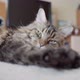 Sleepy Cat Lies in the Room and Squints - VideoHive Item for Sale