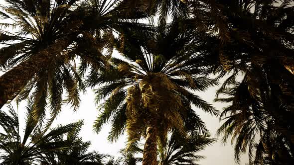 Underside of the Coconuts Tree with Clear Sky and Shiny Sun