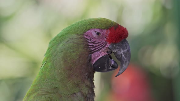 Close up headshot of a Red-fronted macaw against a blurred green background