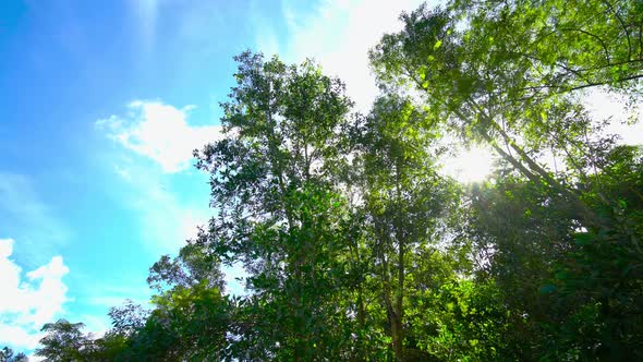 Nature tree pan shot in the forest.