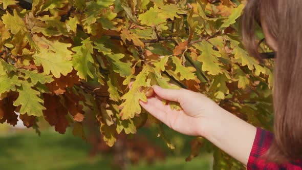 Unrecognizable Woman Examines Beige Acorn Hanging on Branch Oak