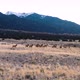 Elk Heard Grazing In Valley Push In - VideoHive Item for Sale