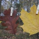 Autumn Composition With Yellow Leaves - VideoHive Item for Sale