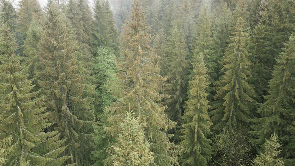 Ukraine, Carpathians: Forest Landscape. Aerial View. Flat, Gray