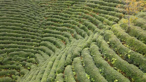 Tea Terraces