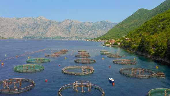 Farms for the Cultivation of Oysters Mussels on the Coast of the Boka Kotorska Bay Montenegro