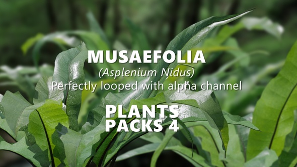 MUSAEFOLIA (Asplenium Nidus) Looped plants alt