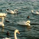 Swans and Ducks are Kept on the Water - VideoHive Item for Sale
