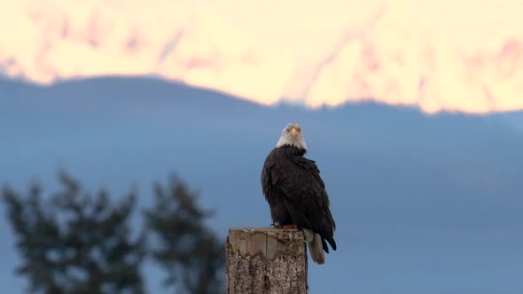 A Bald Eagle Video Clip in 4k