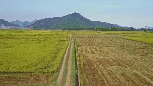 Flycam Moves Low Above Ground Road Between Rice Fields