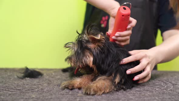 Groomer Cuts of Yorkshire Terrier By Haircut Machine for Animals