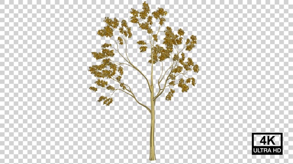 Growing Golden Tree