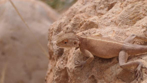 Desert Agama looking around on a rock