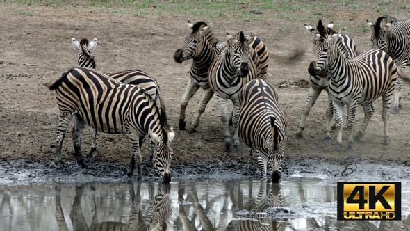 Excited Zebra Herd Drinking From Waterhole