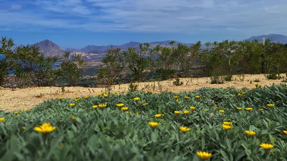 Beautiful yellow flower with panoramic view of Monte Cofano in background, Sicily in Italy. Slow-mot