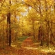 Walking in Orange Autumn Deciduous Forest - VideoHive Item for Sale