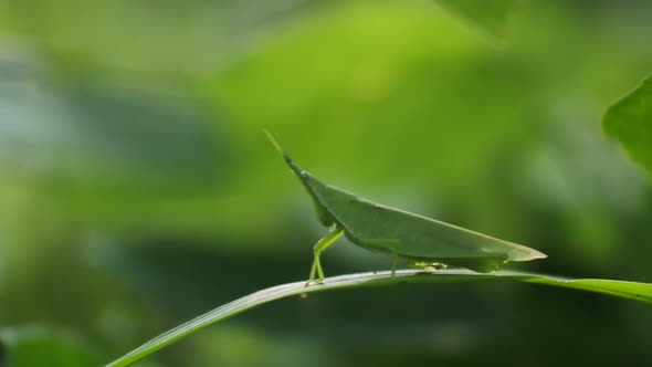 macro clips of a grasshopper on a leaf. Natural backgrounds. close-up portrait of green grasshopper