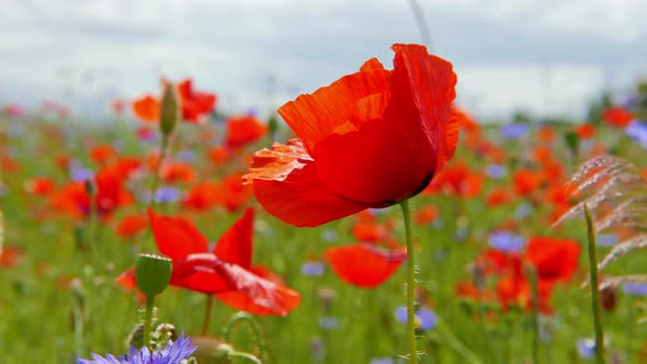 Red Poppies in the Field